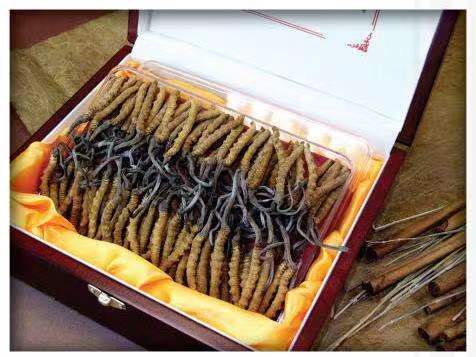 延川冬虫夏草回收